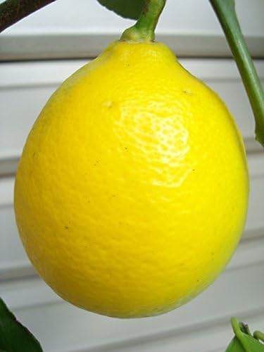 Amazon 柑橘大苗 マイヤーレモン 3年接木苗 大苗 レモン ガーデンストーリーの果樹苗木 果物