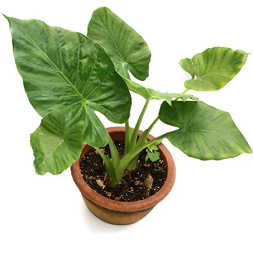 Colocasia plant live, live plant for colocasia (pack of 2) (B0CJNM238D) Amazon Price History, Amazon Price Tracker