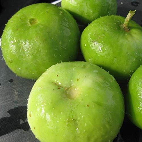 Green World Tinda Orchard Green For Kitchen Gardening (50 Seed (Pack Of 3))-image-48