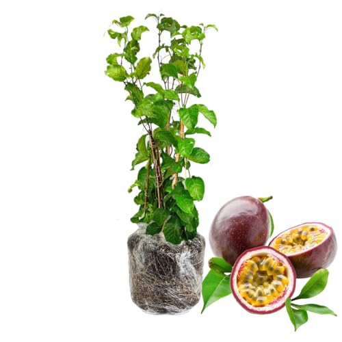 Passion Fruit Tree Live Plant, Passionfruit Vine Plant, 5 to 7 Inc in Height, Passionfruit Plant Live Planting (Purple)