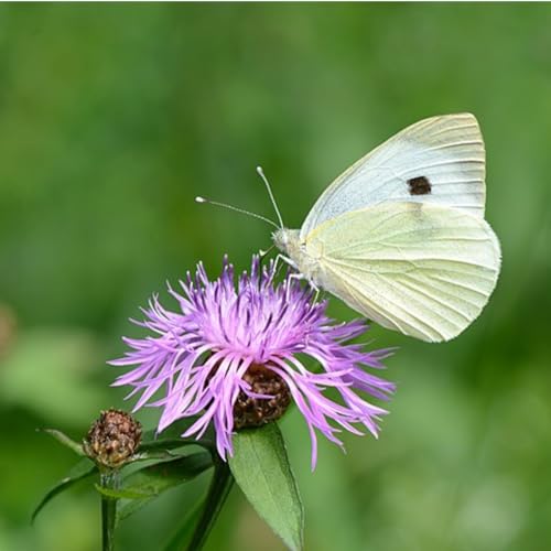 Poor Will's Miami Valley Almanack: March 22 - March 28, 2025