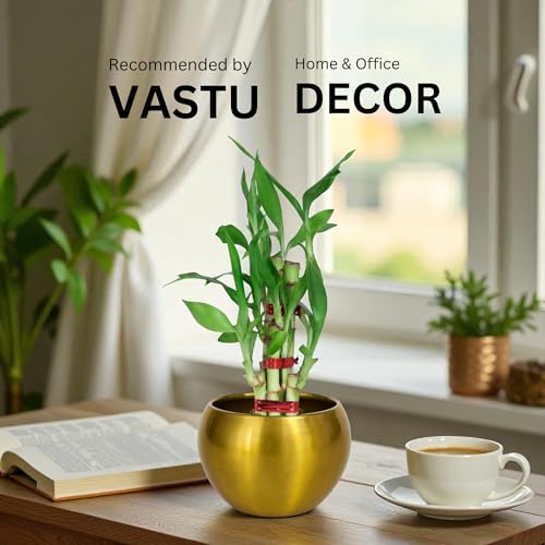 Image of Amulya FARMS Lucky Bamboo Mini 2 Layer Plant in Golden Metal Pot | Indoor Live Bamboo Plants for Home Decor, Living Room, Office, Desk Decoration | Vastu & Feng Shui Good Luck Plant