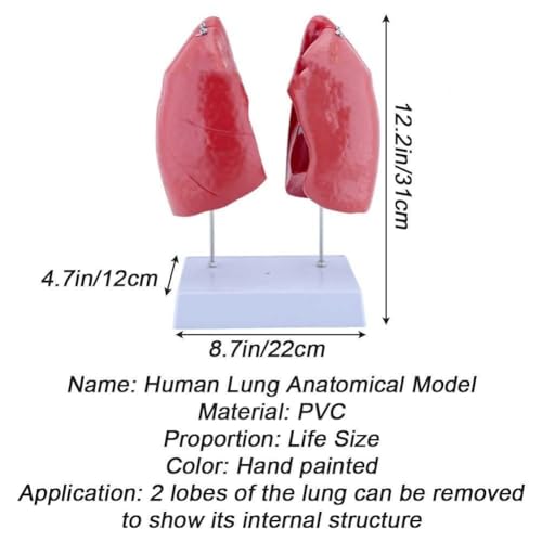 Modèle de poumon anatomique 4 pièces AMITD éducatif - 4