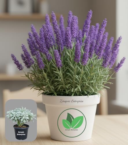 Image of Lavender Live Plant (Without Pot) | Purple Flowering Aromatic Herb | Indoor Outdoor Home Garden Balcony Terrace Plant | Fragrant Ornamental Easy Care Plant