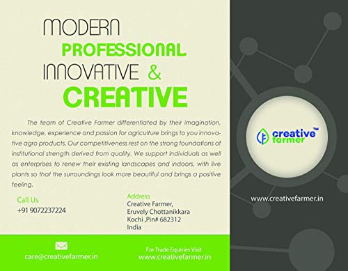 Creative Farmer Gardens Giant Strawberry Rubygem Dense, Upright, Everbearing Extra Large Fruit 30 Seeds