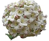 Viburnum carlesii 'Korean Spice' - Healthy Potted Plant - Flowering Shrub – 3 Pack by Growers Solution