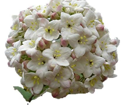 Viburnum carlesii 'Korean Spice' - Healthy Potted Plant - Flowering Shrub – 3 Pack by Growers Solution Viburnum carlesii 'Korean Spice' - Healthy Potted Plant - Flowering Shrub – 3 Pack by Growers Solution