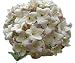 Viburnum carlesii 'Korean Spice' - 2.5” Healthy Potted Plant - 6" - 12" Flowering Shrub – 3 Pack by Growers Solution
