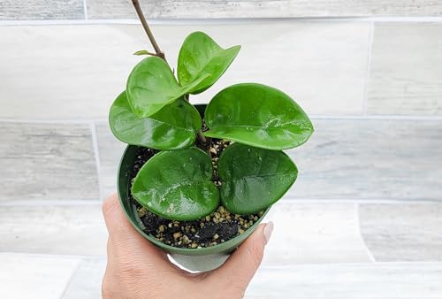 Hoya Chelsea Live Indoor Plants in 4 Inch Pot - Rare Exotic Tropical Houseplants for Home Office - Easy to Grow, Perfect Housewarming Gift by 3exoticgreen