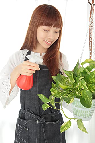 Image of American Plant Exchange Marble Queen Pothos - Live 6-Inch Pot, Bright Green Trailing Vine, Easy-Care Air Purifying Houseplant for Hanging Planters, Shelves & Indoor Home or Office Decor