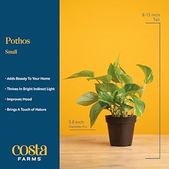Costa Farms Pothos Live Plants, Devil's Ivy in Plastic Pots, Easy to Maintain, Air Purifying Indoor Houseplants, Room or Office Decor, House Warming or Birthday Gift, 8-12 Inches Tall, Pack of 2