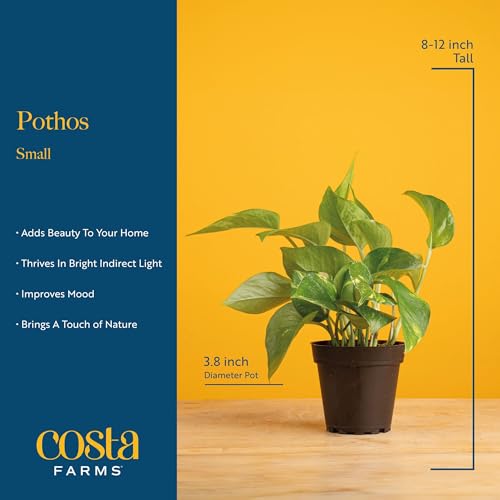 Costa Farms Pothos Live Plants, Devil's Ivy in Plastic Pots, Easy to Maintain, Air Purifying Indoor Houseplants, Room or Office Decor, House Warming or Birthday Gift, 8-12 Inches Tall, Pack of 2