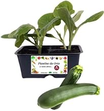 P. Piantine da Orto | Zucchino, Kit of 4 Seedlings, Ready for Transplantation, Real Plant for Garden, Balcony and Outdoor, Italian Nursery