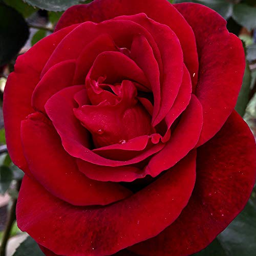 Heirloom Roses Red Climbing Rose Plant - Don Juan Rose Bush, Climber Roses Live Red Rose Plant for Planting Outdoors