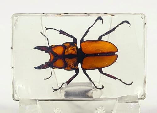 Image of 44mm Real Golden Black Stag Beetle in Crystal Clear Lucite Resin Specimen Preserved Insect Bugs Taxidermy Crafts Collection for Biology Science Education & Desk Ornament Display Supplies Paperweight