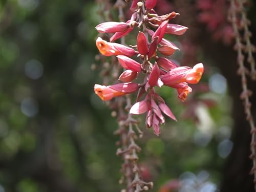 Image of Basor Lata (Scarlet Clock Vine) - Thunbergia Coccinea | Indrapushpa, Chonga Lota, Lady's Slipper Vine | Healthy Live Flowering Climber Plant | Pack of 1 Live Plant