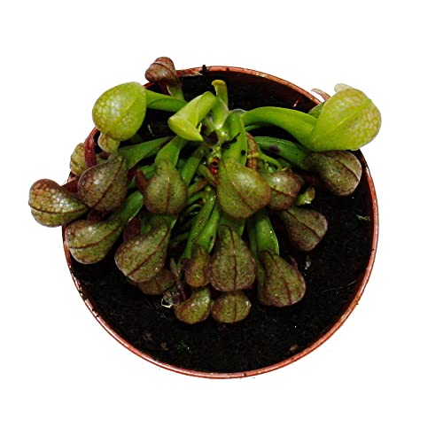 Exotenherz - Fleischfressende Pflanze - Kobralilie - Darlingtonia californica - 9cm Topf - Rarität – Bild 4