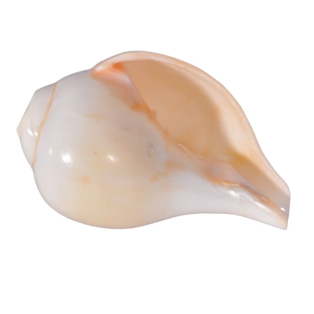 Indian Collectible Indian Blowing Shankh for Pooja | Blowing Shankh Original | Blowing Sangu | Blowable Conch Shell (Blasender Schaft, 10,2 cm)