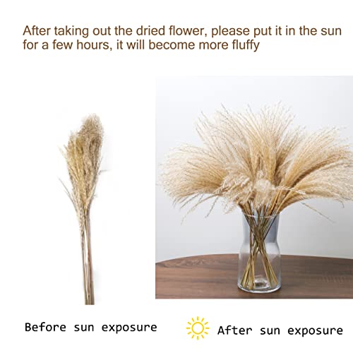 130Pcs Artificial Flower Dried Grass Decor, Includes Dried White Pampas Grass 20 Pcs|Brown Dried Flower 20 Pcs|30 Pcs Natural Dried Reed|60 Pcs Natural Bunny Tails For Home Arrangement #TOP3