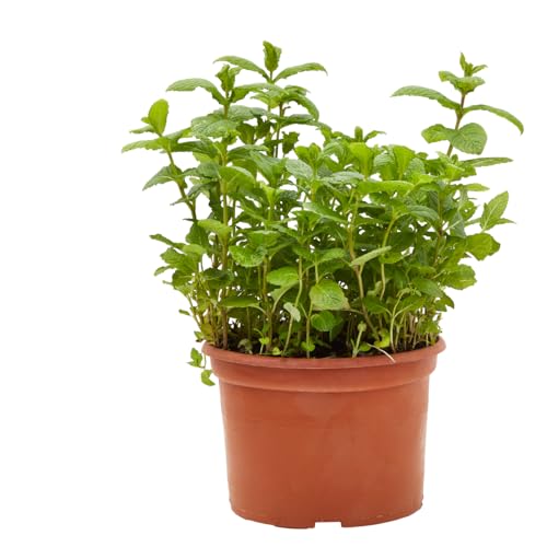 Verdecora Hierbabuena (Maceta 3L) - Planta viva - Planta aromatica