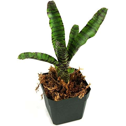 Neoregelia 'Tiger Cub' Bromeliad Cover