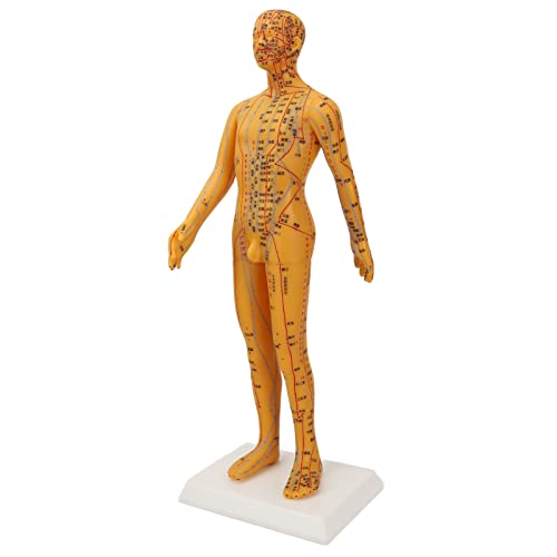 Mannequin d'acupuncture de corps humain pour maîtriser les méridiens - 3