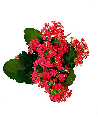 Flammendes Käthchen rot - Eine Zimmerpflanze mit wundervollen vielen Blüten