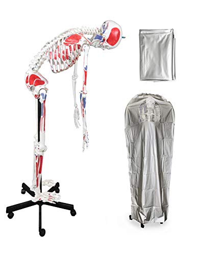 Image of VAS230 Full Size Flexible Human Skeleton with Hand Painted Muscles -67 inch | Flexible Articulated Spinal Column | Mounted On Roller Base with Instruction Manual