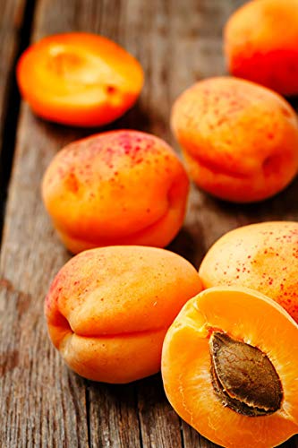 Albero di Albicocco pianta di Albicocco varietà Boccuccia in vaso Età 2 anni pianta di albicocco vera venduta da eGarden.store