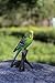 Hi-Line Gift Ltd Budgie on Branch Statue,Green