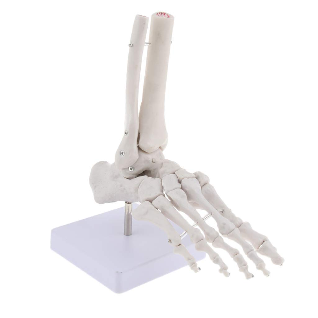 4 Stück Menschliche Fußmodell Anatomisches Fuß Modell für Lehrmittel Laborbedarf