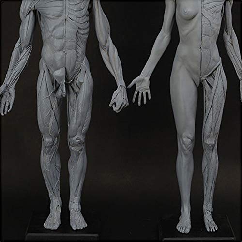 Anatomy of Man and Woman Figure - 23.6 Inch Anatomical Model of