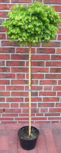 Kugelbaum, Mammutbaum, Höhe: 160-170 cm, Metasequoia Matthaei Broom + Dünger