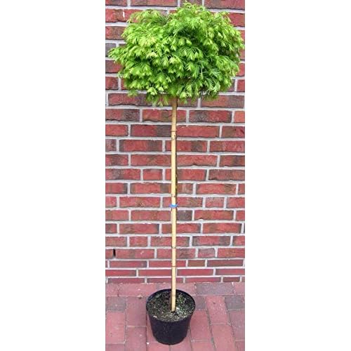 Mineralgel Engelstrompetendünger Daturadünger Stechapfeldünger Pflanzendünger Konzentrat für 150 l Flüssigdünger 7 Kugelbaum, Mammutbaum, Höhe: 160-170 cm, Metasequoia Matthaei Broom + Dünger