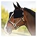 YUYUSO Horse Blinker Horse Eye Blinders for Racing Training Keep Calming Eye Side Shield