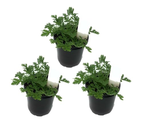 Plantas de GERANIO ANTIMOSQUITOS Set de 3 Unidades Vivas Plantas Naturales de Interior y Exterior