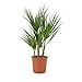 Bloomique - Washingtonia Robusta - Mexikanische Fächerpalme - Palme - Winterharte Balkonpflanzen - Gartenpflanzen Winterhart - Höhe 50-70 cm - Topf 14 cm
