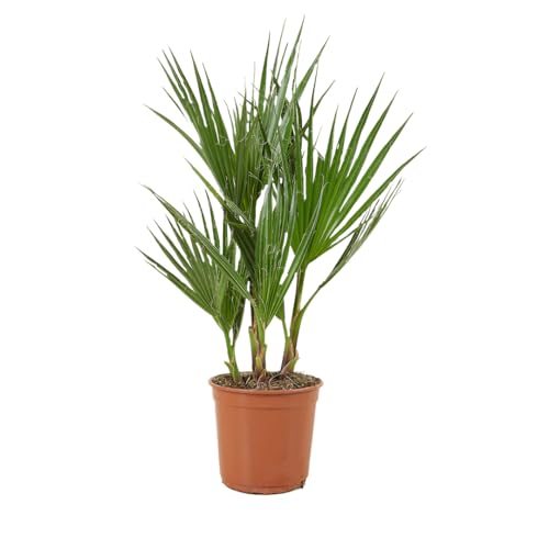 Bloomique - Washingtonia Robusta - Mexikanische Fächerpalme - Palme - Winterharte Balkonpflanzen - Gartenpflanzen Winterhart - Höhe 50-70 cm - Topf 14 cm