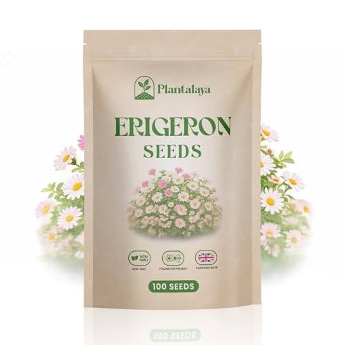 Erigeron Karvinskianus Profusion Seeds Mexican Fleabane Hardy Perennial Easy Grow Long Flowering Garden Daisy Seeds
