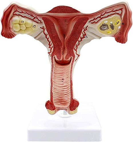 Anatomical Model Of The Female Reproductive System Anatomical Model Of Ina Internal Education Model - Helps Gynecology Training, Animal Nutrition