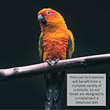 200g Fine Oystershell Bird Grit GJJ - Image 7