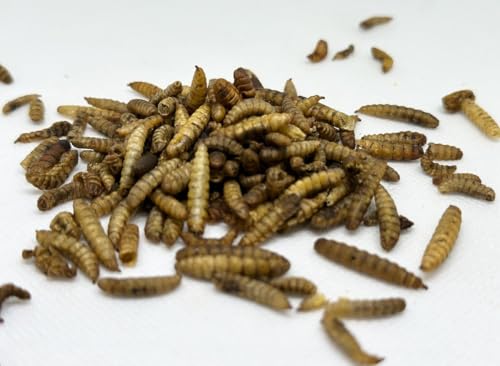 Bug Bait - Zee Bug Boilies Fishing Bait (Size 1kg, 18 mm) - Image 6