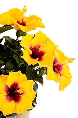 2 Gal Yellow And Red Tropical Hibiscus Rico Suave Annual Plant #TOP1