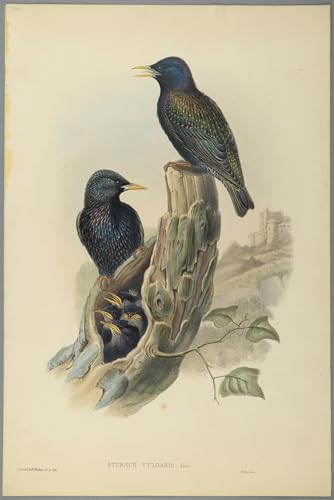 Peinture murale animal oiseau John Gould toile haute définition