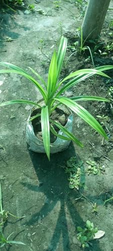 1 HYBRID PANDAN/BIRYANI LEAF PLANT ORGANIC OUTDOOR GARDEN LIVE BASMATI PATTA TREE