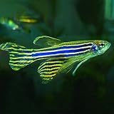 Longfin Zebra Danio (Pack of 12 Fish) - Live Fish for Aquarium Exotic Freshwater Live Fish, Live Aquarium Fish, Live Fish, Live Freshwater...