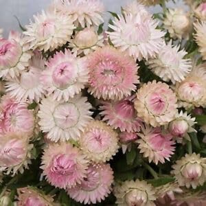 Everlasting Daisy-Paper Daisy-Silvery Rose 100+ Seeds