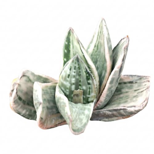 Succulents Box Gasteria Fuji Yuki – Live Rare Gasteria Succulent,