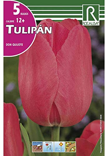 Bulbos de tulipan don quijote (bolsa 5 bulbos)