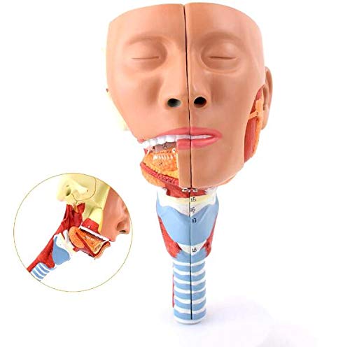 Anatomia głowy Mięsień gardłowy, gardło, usta, nos, język Model anatomiczny Narządy medyczne Materiały dydaktyczne